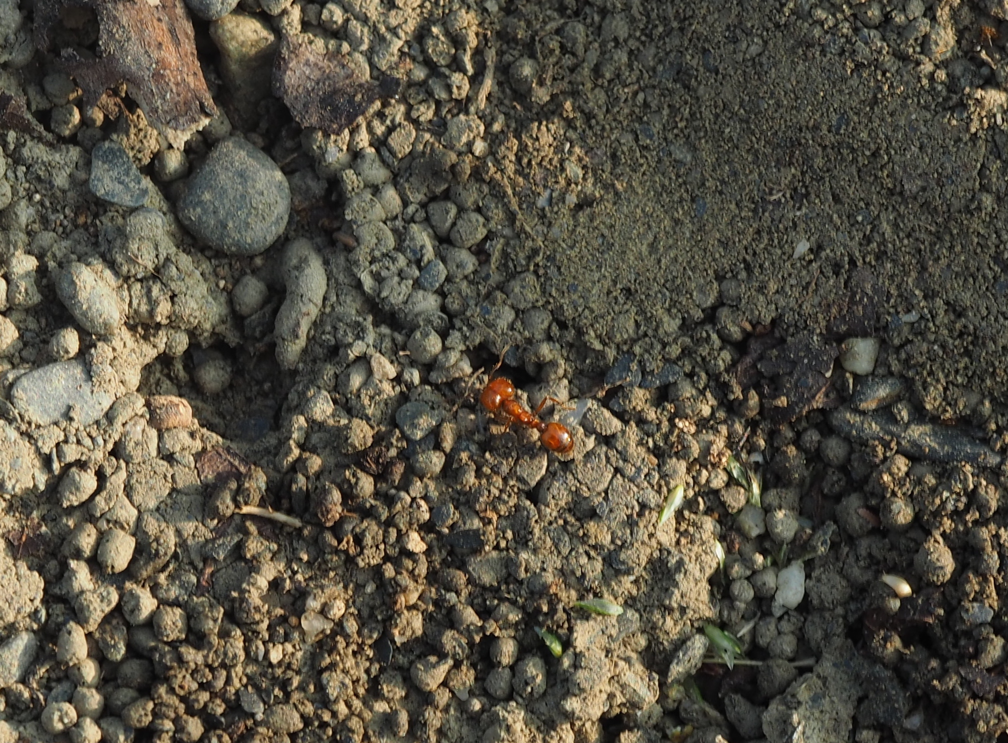 Solenopsis geminata