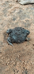 Glyphoglossus molossus
