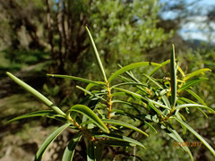 Veronica stenophylla