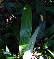 Calanthe formosana