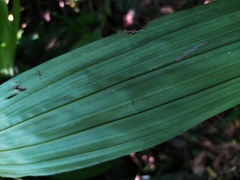 Calanthe formosana