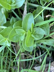 Edrastima uniflora