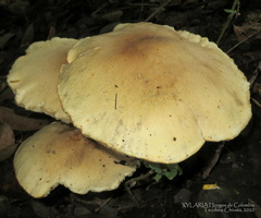 Macrocybe titans