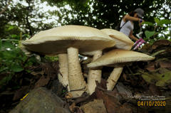 Macrocybe titans