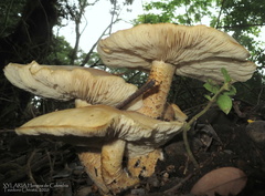 Macrocybe titans