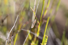 Corynophora lativittalis
