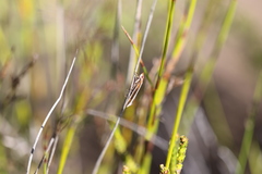 Corynophora lativittalis