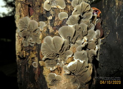 Auricularia brasiliana