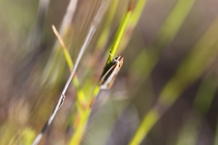 Corynophora lativittalis