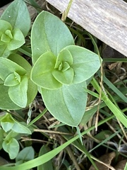 Edrastima uniflora