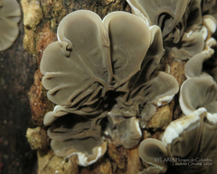 Auricularia brasiliana
