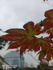 Acer japonicum