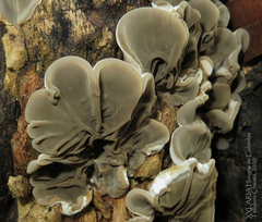 Auricularia brasiliana