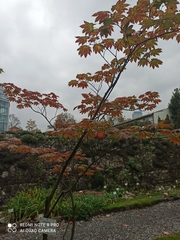 Acer japonicum