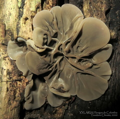 Auricularia brasiliana