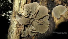 Auricularia brasiliana