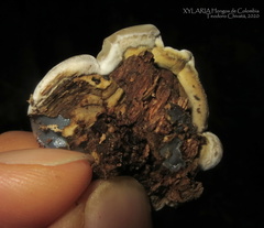 Auricularia brasiliana