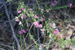 Boronia serrulata