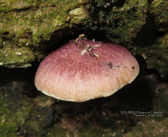 Gymnopilus subpurpuratus