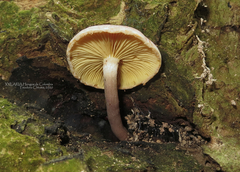 Gymnopilus subpurpuratus