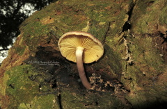 Gymnopilus subpurpuratus