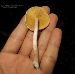 Gymnopilus subpurpuratus