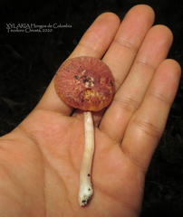 Gymnopilus subpurpuratus