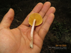 Gymnopilus subpurpuratus