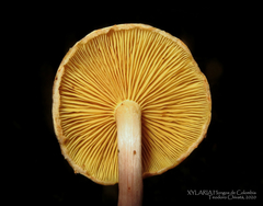 Gymnopilus subpurpuratus