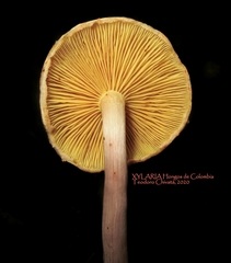 Gymnopilus subpurpuratus