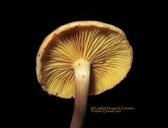 Gymnopilus subpurpuratus