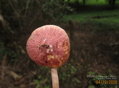 Gymnopilus subpurpuratus