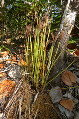 Actinostachys intermedia