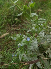 Anchusa arvensis orientalis