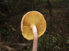 Gymnopilus subpurpuratus