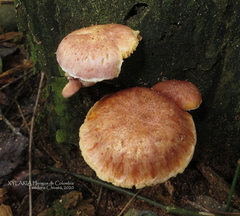 Gymnopilus subpurpuratus