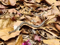 Psammophis orientalis
