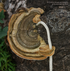 Trametes polyzona