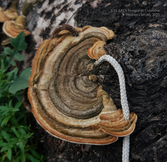 Trametes polyzona
