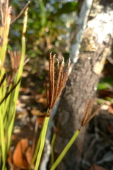 Actinostachys intermedia