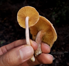 Gymnopilus subpurpuratus