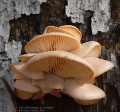 Pleurotus