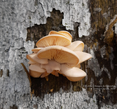 Pleurotus