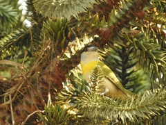 Pachyramphus viridis
