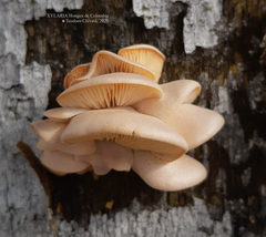 Pleurotus