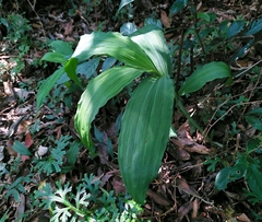 Collabieae