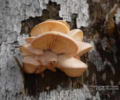 Pleurotus