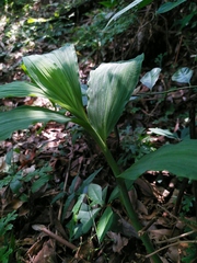 Collabieae