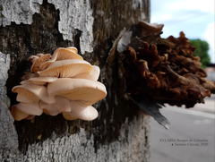 Pleurotus