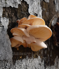 Pleurotus